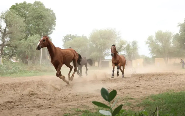 Roop Niwas Kothi, Near Mandawa