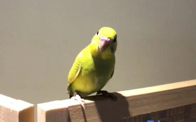 Shangshanju Yangxin Chanjing Hotel