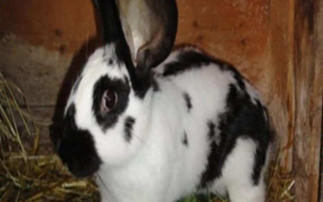 Urlaub im Herrenholz