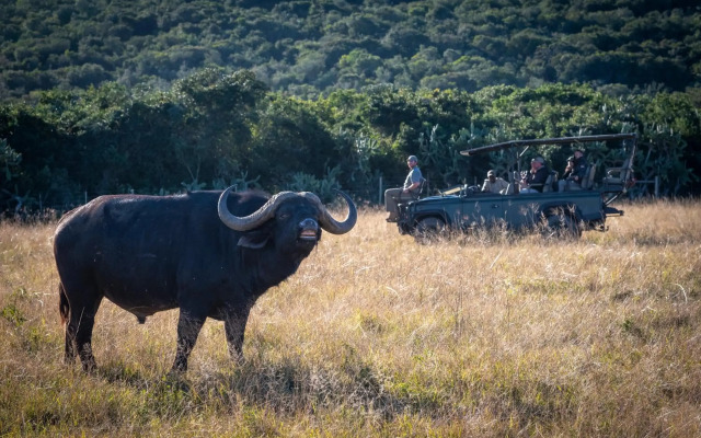 Elephants Lodge - Bellevue Forest Reserve