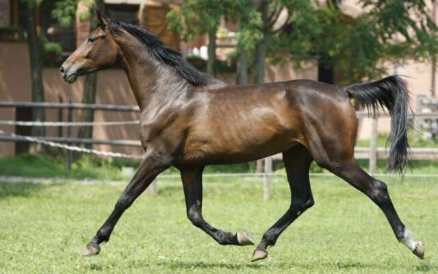 San Giacomo Horses & Agriturismo