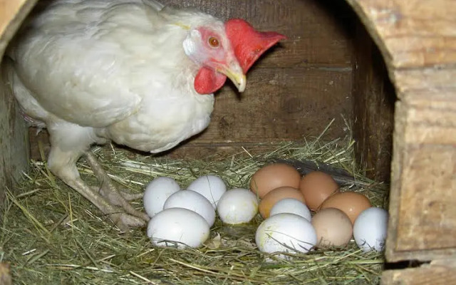 Urlaub am Bauernhof Wenigeder - Familie Klopf