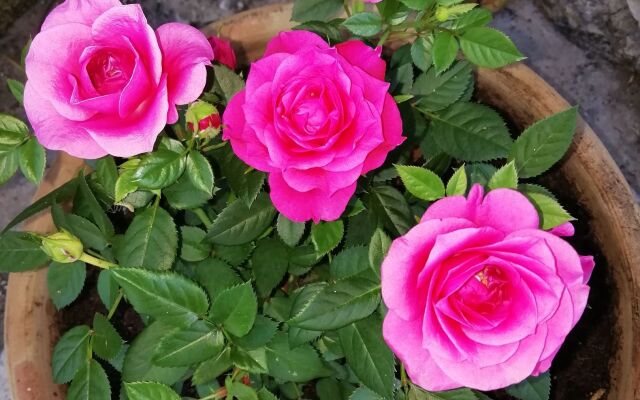 The Rose Garden Villa