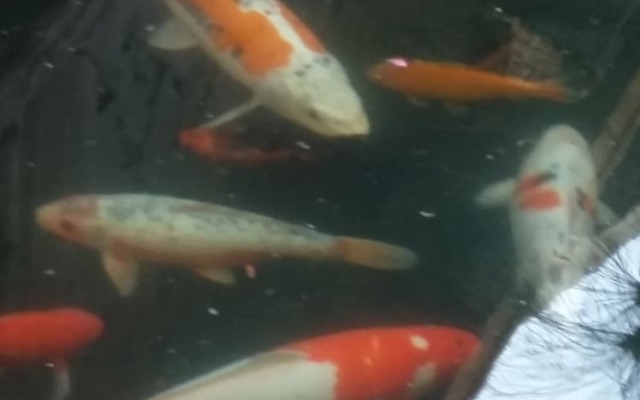 Pride Rock Accommodation