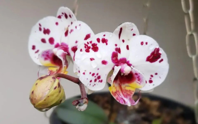 Pousada Il Conventino