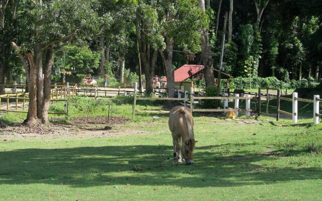 Ranch Black Horse