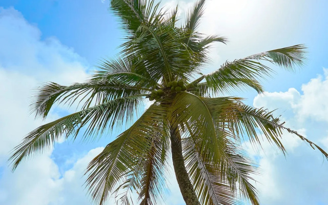 Hotel The Originals Cayenne Sud Belova (ex Inter-Hotel)