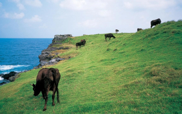 Minshuku Katsumaruso <Ikinoshima>