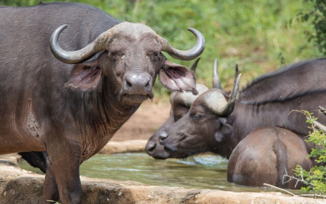 Panzi Lodge