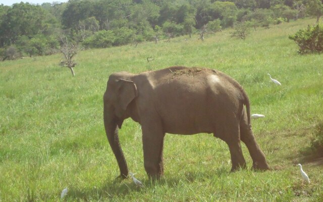 Yala Big Game Drive with Heina Eco Team