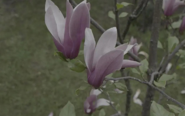 Pensiunea Magnolia