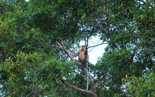 Kinabatangan Wetlands Resort