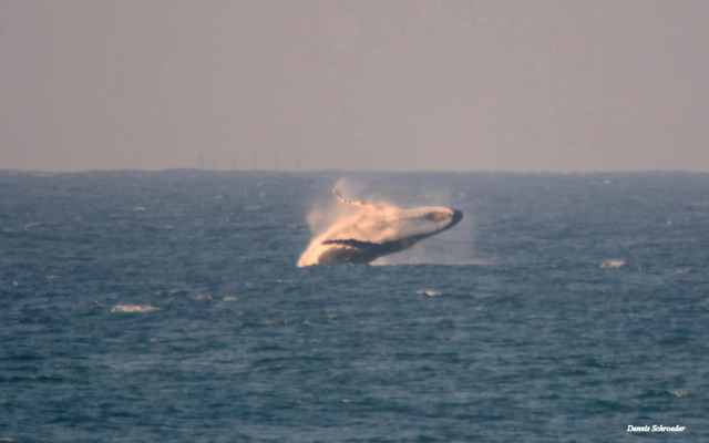 Ansteys Beach Self Catering Apartments