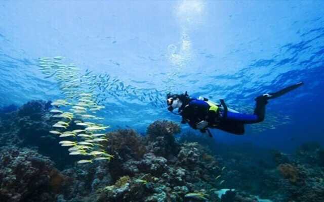 Shark paradise-Adults Only