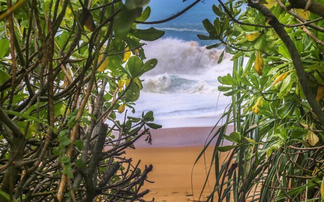Turtle Nest