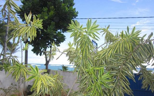 White Surfing Beach Resort