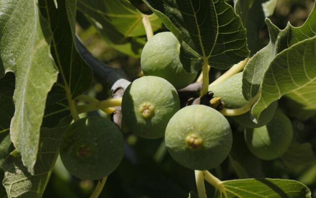 Camachuelo Holiday Home