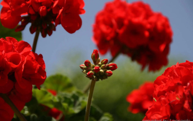 El Rodat Hotel Village & Spa