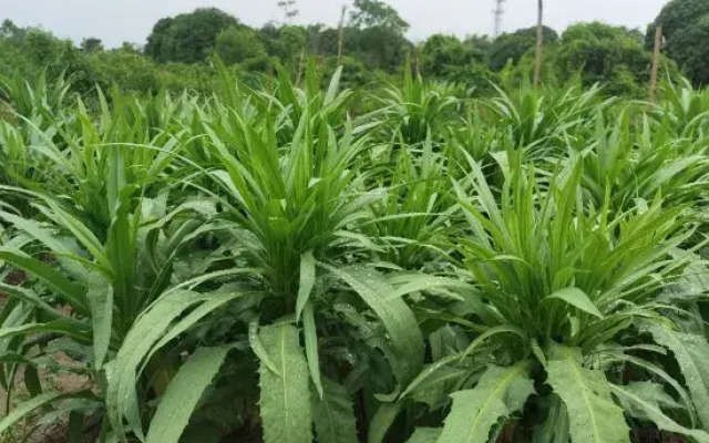 Conghua Suburban Juxu Mountain Villa