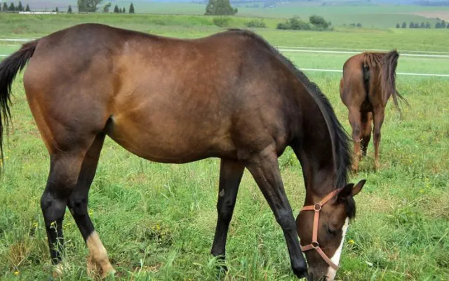 Wynnholme Stud Self Catering