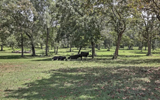 Tranquil Plantersville Cabin: Farm Animals On-site