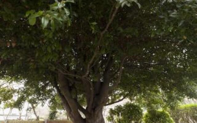 The Bay Tree