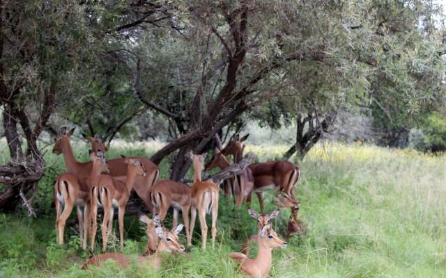Village Lodge Vaal de Grace
