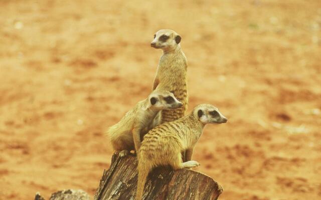 Bagatelle Kalahari Game Ranch