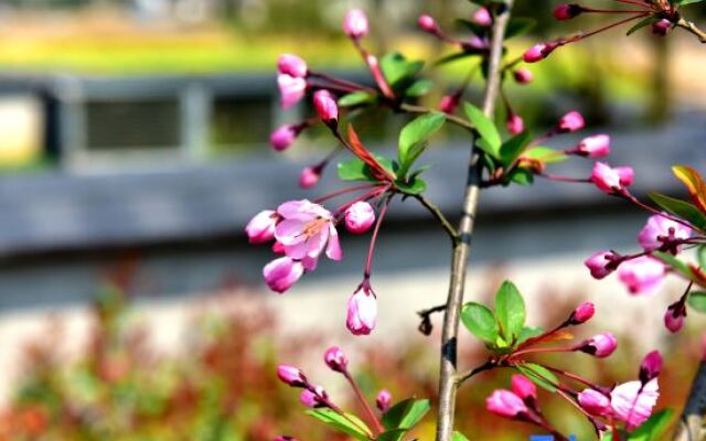 Wild Life Anji Field Design Homestay