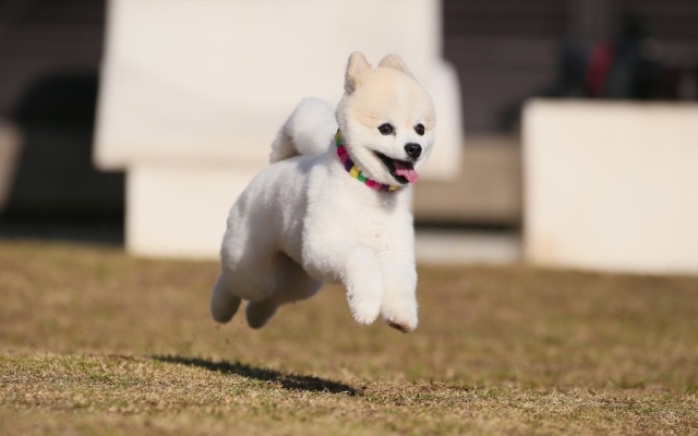 Love Dog Resort Izukogen