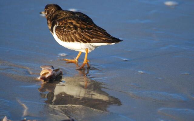 B&B Idylle aan Zee incl 2 Wellnessstudios