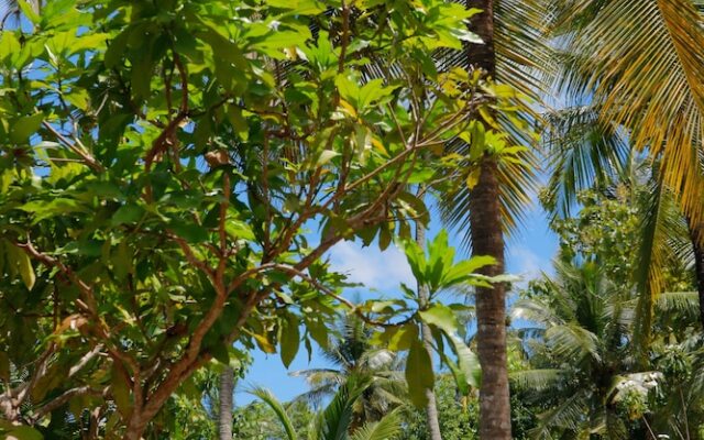 Dangin Kubu Bungalow