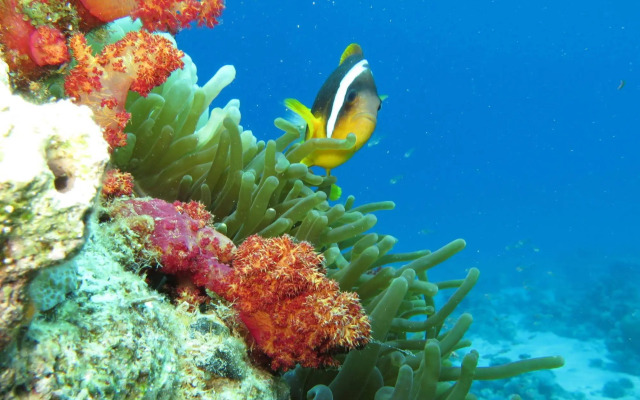 Red Sea Dive Center - Hotel & Dive Center