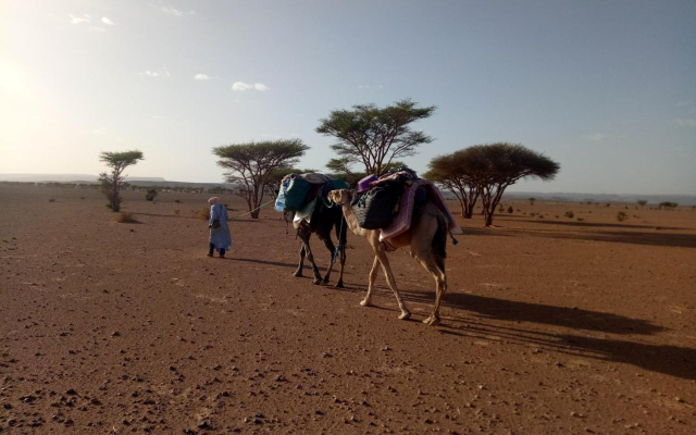 Sahara Peace