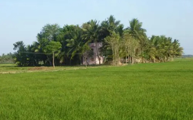 Paddy Homestay