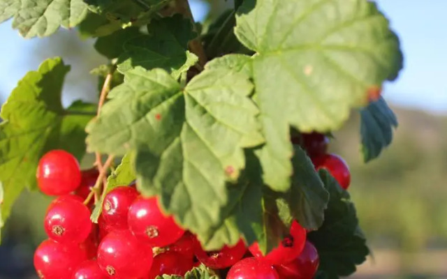 Quinta dos Carvalhais