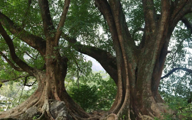 Zhensu Canyon Sanctuary