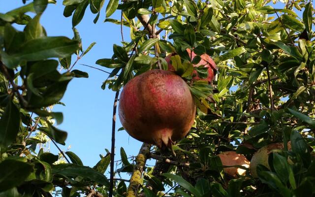 Hiresicily - Giardino Tropicale Eco-friendly