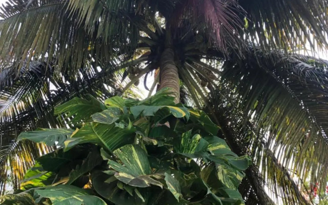 Villa Madinina