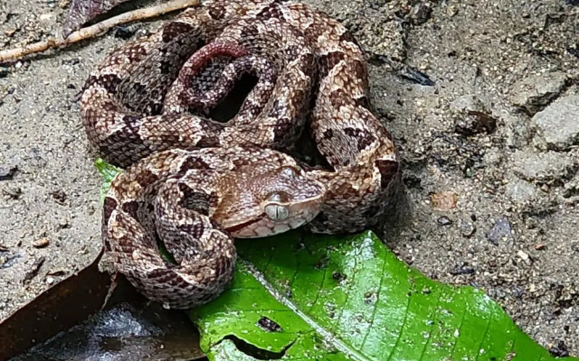 Ventanas en Corcovado