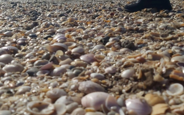 Cabaña Bosque peralta ramos