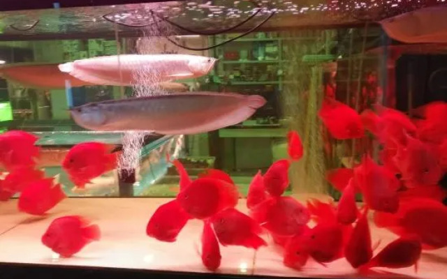 Duoflai Hotel (Mudanjiang High-speed Railway Station No.4 Middle School)