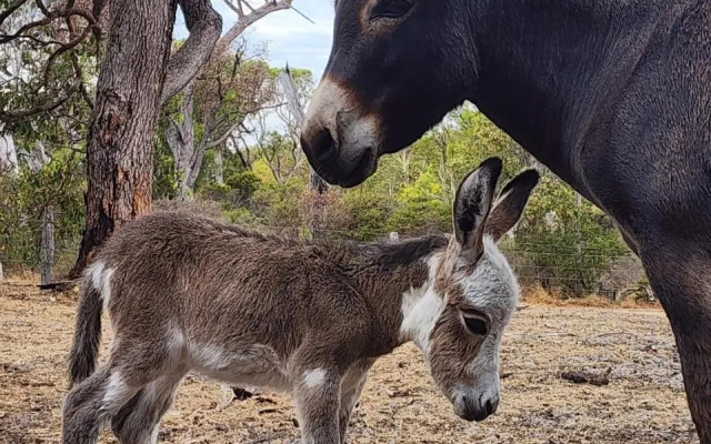 Silversprings cottages