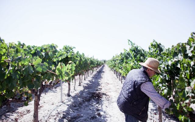 Hotel Rural Pago de Tharsys