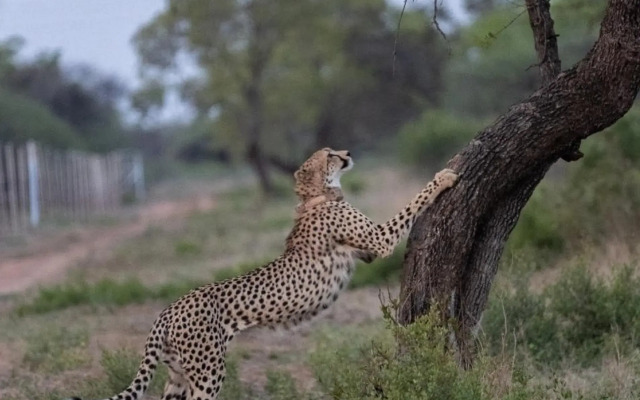 Ngala Lodge
