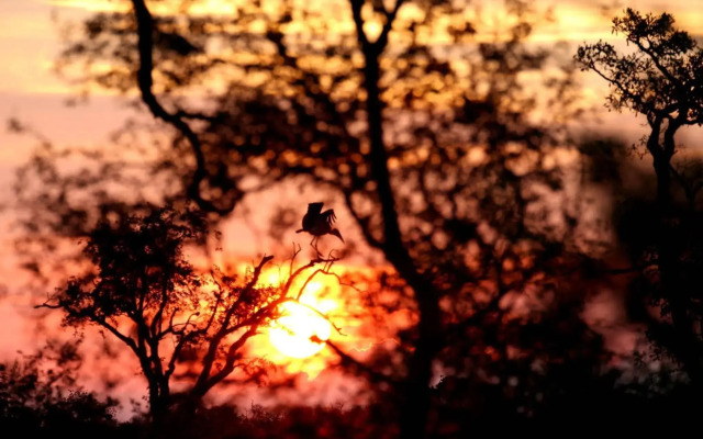 Umlani Bushcamp - Lodge