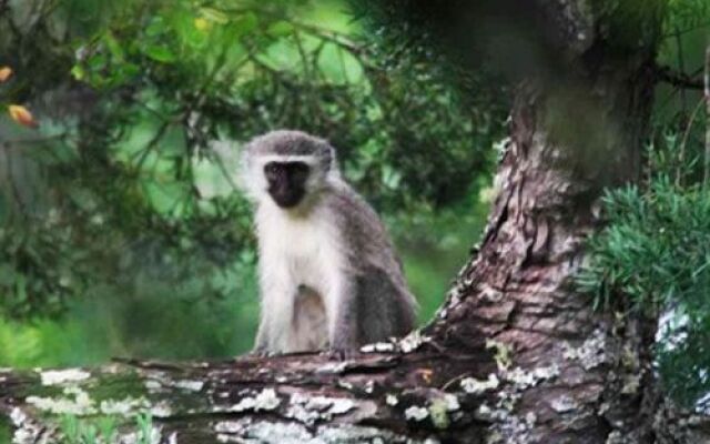 Addo Elephant Back Safaris and Lodge