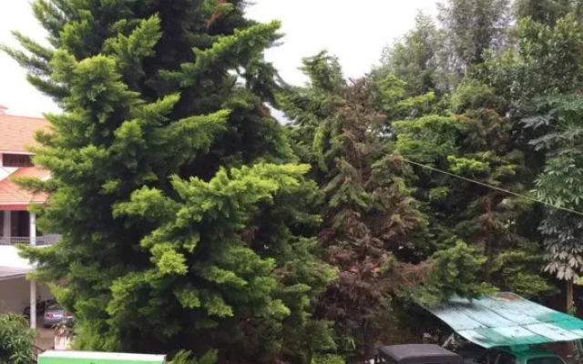 Green Tree Residency