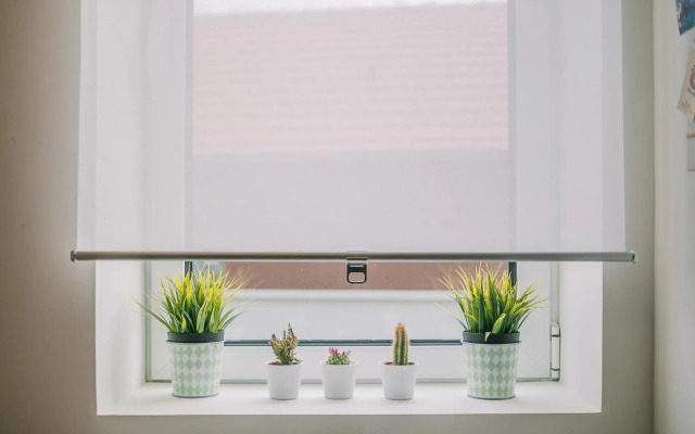 Green House / Casa Verde