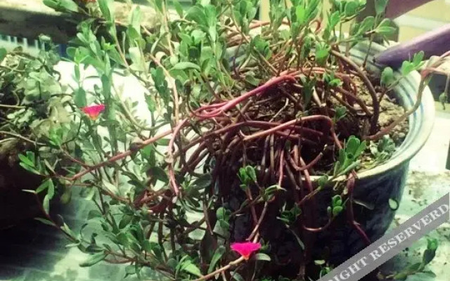 Red-Star Youth Hostel